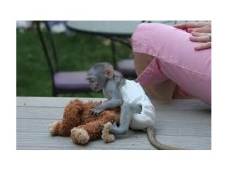 2Maimuță Capucină adorabilă și dulce
