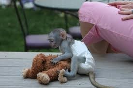 adorable-and-sweet-capuchin-monkey-big-0